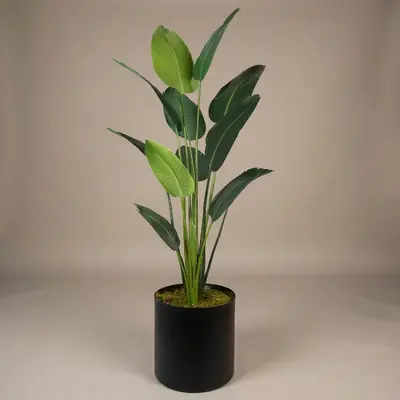 Starliçe180cm 2