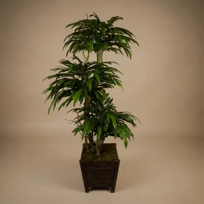 Mango Ağacı 180Cm 3Kafa 2